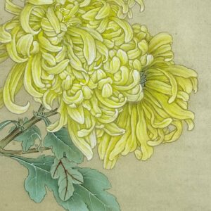 Fine Brush Painting of Flowers - Chrysanthemum